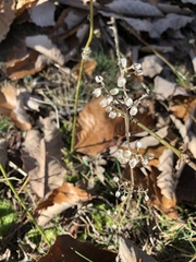 Scutellaria integrifolia