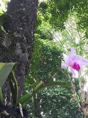 Cattleya trianae