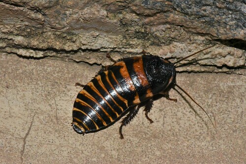 Dark Dwarf Hisser