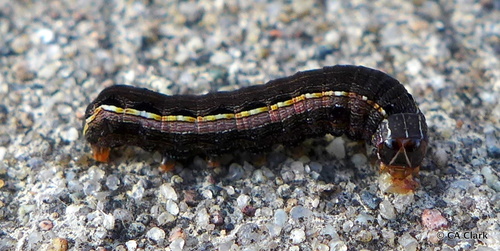 Yellow-striped Armyworm Moth, photo 4 of 10