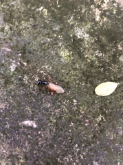 Camponotus sansabeanus