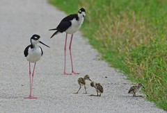 Black-Necked Stilt
