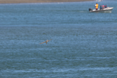 Sternula nereis davisae