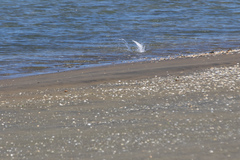 Sternula nereis davisae