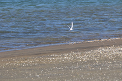 Sternula nereis davisae