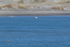 Sternula nereis davisae