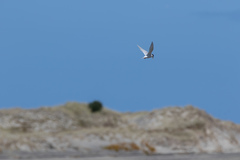 Sternula nereis davisae