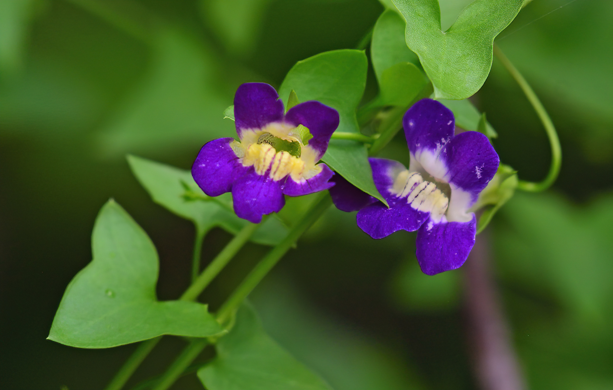 Maurandella antirrhiniflora