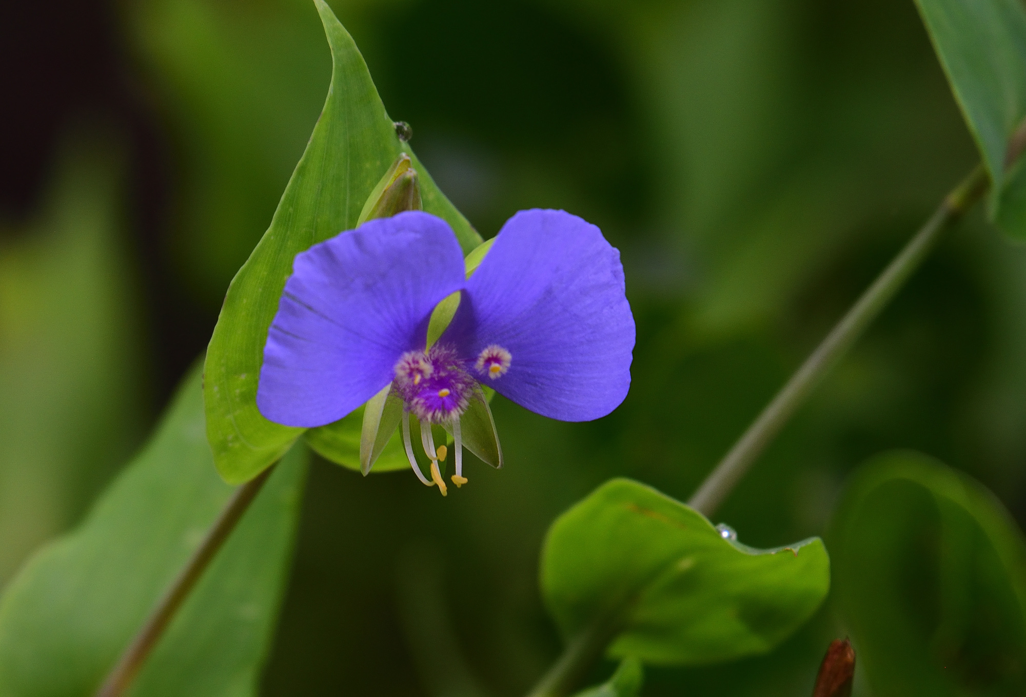 Tinantia anomala