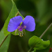 False Dayflower - Photo (c) Ad Konings, some rights reserved (CC BY-NC), uploaded by Ad Konings