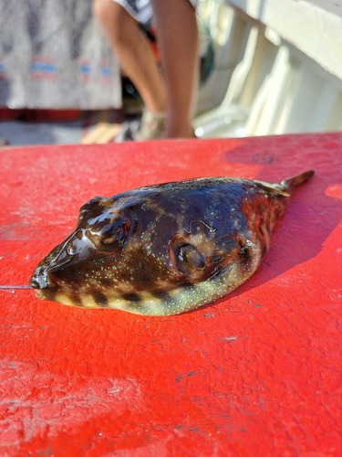 Photo of Longnose puffer (Sphoeroides lobatus)