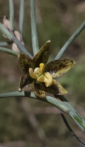 Image of Fritillaria micrantha by (c) Chris Winchell, some rights reserved (CC BY)