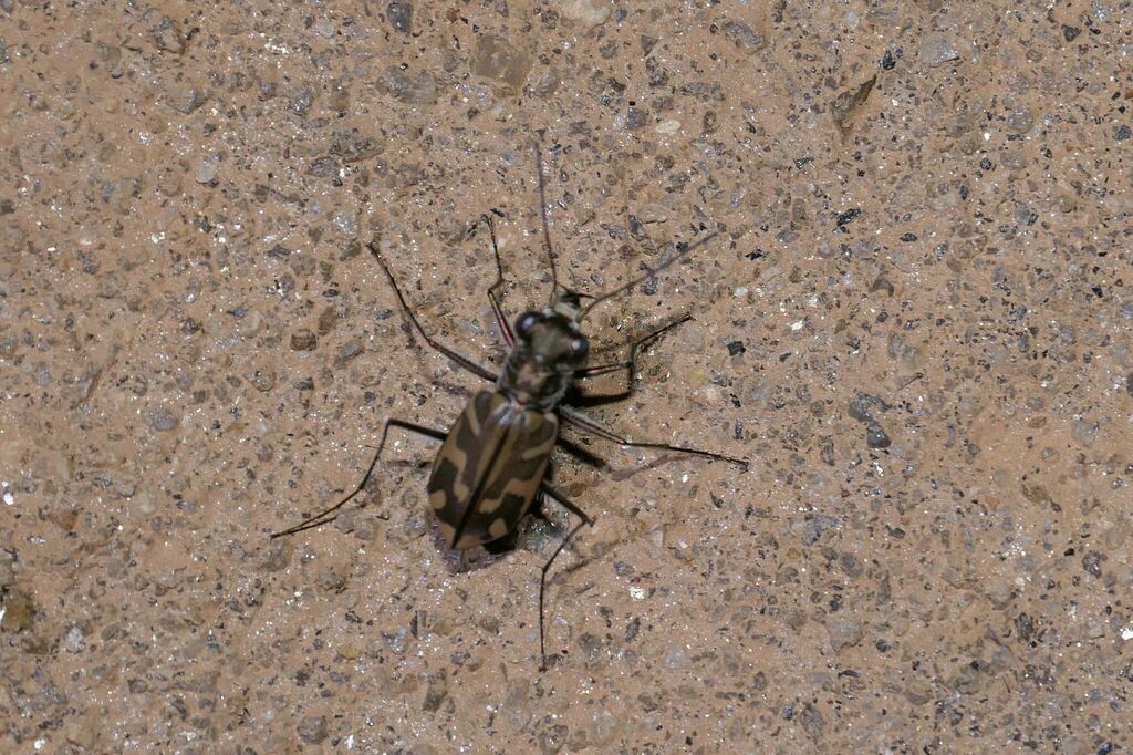 Habrodera truncatilabris