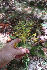 Solidago puberula puberula