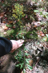 Solidago puberula puberula