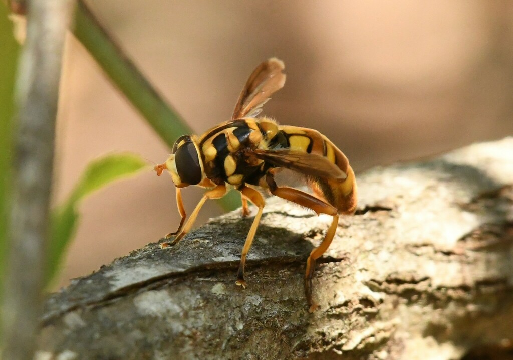 Yellow-backed Giant