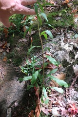 Solidago puberula puberula