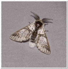 Furcula scolopendrina