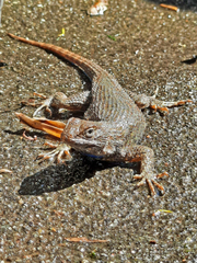 Western Fence Lizard photo 6