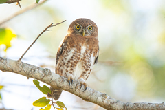 Glaucidium siju