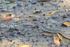 Cubophis cantherigerus