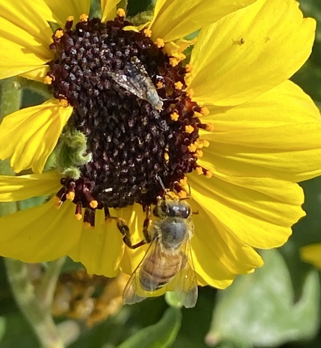 iNaturalist observation photo of Sunflower Seed Maggot