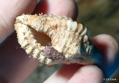 Calcinus guamensis