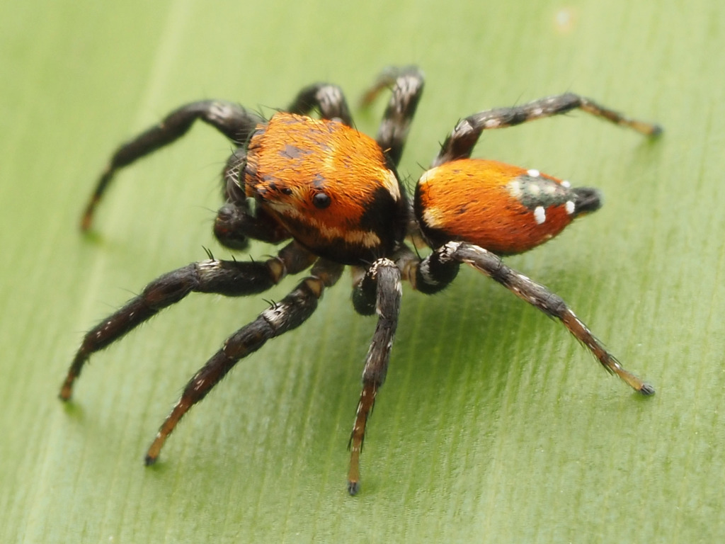 Nycerella decorata