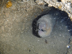 Gymnothorax mordax