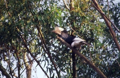 Bycanistes subcylindricus