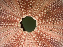 Echinus esculentus image