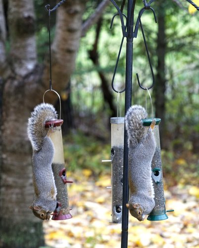 Northern Gray Squirrel photographed in Vermont