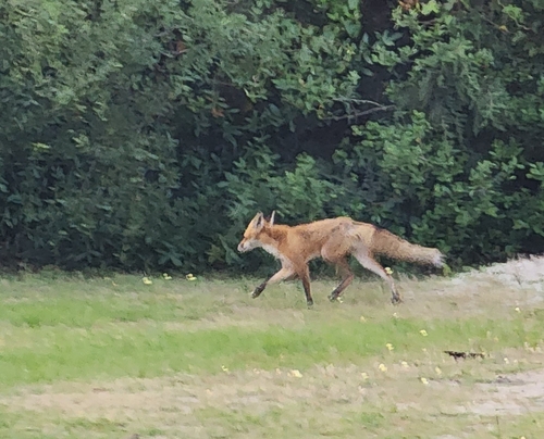 Red Fox photographed in South Carolina
