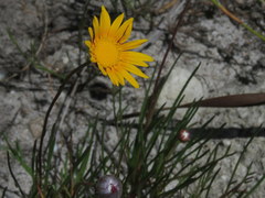 Ursinia tenuifolia