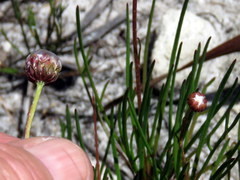 Ursinia tenuifolia