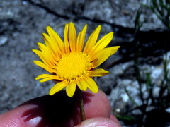 Ursinia tenuifolia