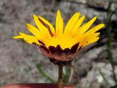 Ursinia tenuifolia