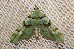 Elvia glaucata
