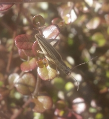 Navomorpha sulcata