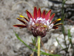 Ursinia tenuifolia