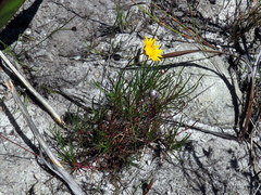 Ursinia tenuifolia