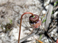 Ursinia tenuifolia