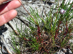 Ursinia tenuifolia
