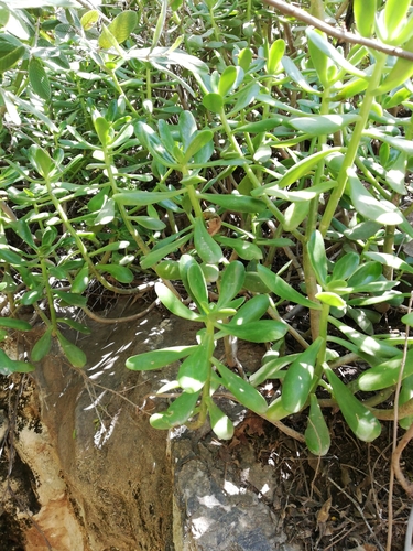 Sedum dendroideum