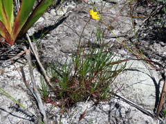 Ursinia tenuifolia