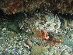 Scorpaena guttata