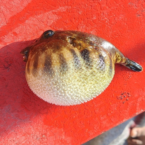 Longnose puffer (Sphoeroides lobatus) — Tetraodontidae — 2