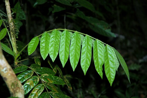 Cnestis polyphylla image