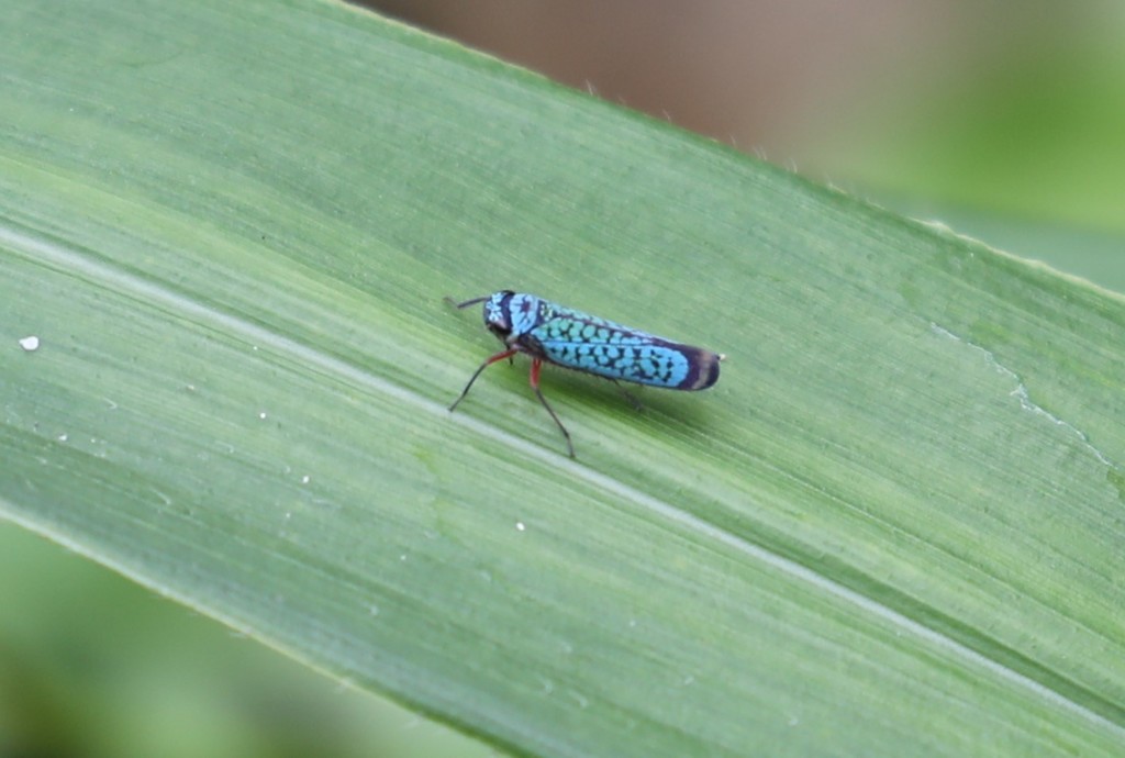 Versigonalia