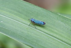 Versigonalia ruficauda
